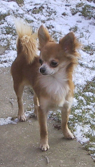 Les Chihuahua de l'affixe de Quokelunde